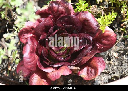 roter Kopfsalat - lactuca sativa - in Hochbeet Stock Photo