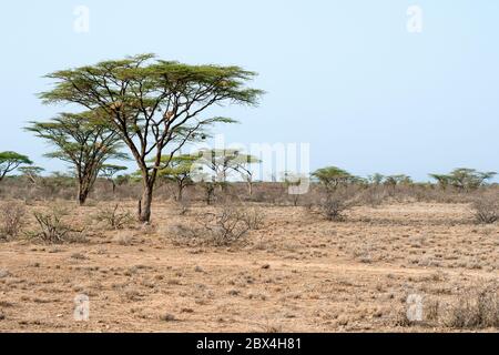 Umbrella thorn acacia, Vachellia tortilis, in savanna at Samburu National Reserve. Kenya. Africa. Stock Photo