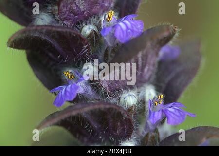 Ajuga pyramidalis, commonly known as pyramidal bugle Stock Photo