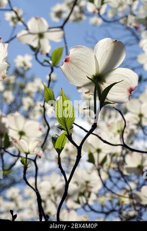 Flowering dogwood Cornus florida  'White Cloud' backlit spring flowers garden sky white dogwood tree Stock Photo