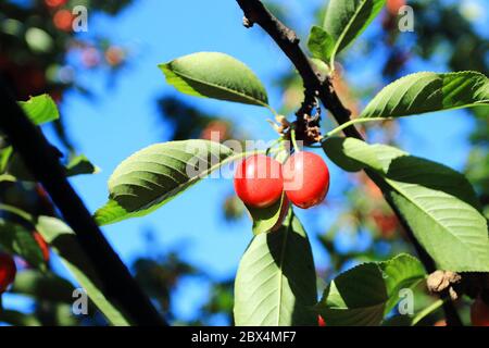 Cherry fruit on tree, blue sky in background Stock Photo
