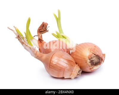 Sprouted onion bulbs isolated on white background Stock Photo