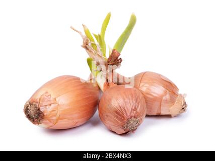 Sprouted onion bulbs isolated on white background Stock Photo