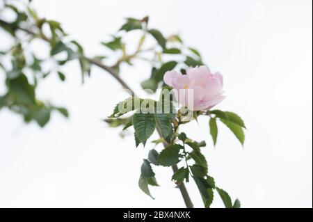 Close up of hawthorn Stock Photo