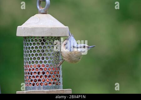 Adult Eurasian Nuthatch on Bird Feeder Stock Photo
