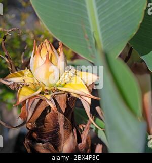 Blossom of the ornamental banana, Ensete ventricosum, in a close-up Stock Photo