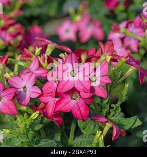 Red flowering ornamental tobacco plant, Nicotiana sanderae Stock Photo