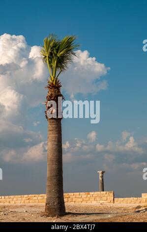 A single palm tree and column in the ancient archeological site of Kourion, Limassol in Cyprus. Stock Photo