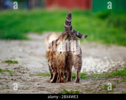 two striped cats go away in the garden on a Sunny spring day with their striped tails held high Stock Photo