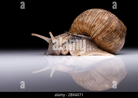 grape snail with reflection on a dark background Stock Photo