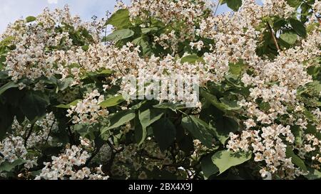 cigar tree in full blooming, Catalpa bignonioides Stock Photo