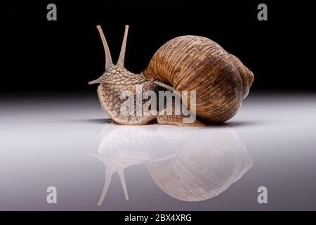 snail with reflection on a black background Stock Photo