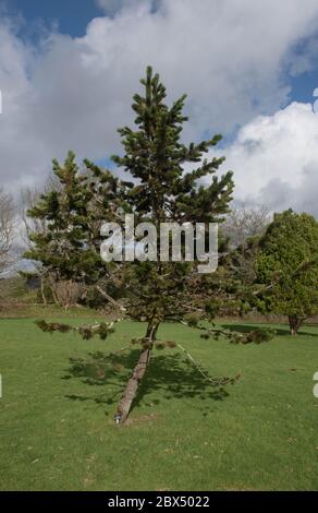 Spring Foliage of an Evergreen Coniferous Rocky Mountain Bristlecone Pine Tree (Pinus aristata) Growing in a Pinetum in Rural Cornwall, England, UK Stock Photo