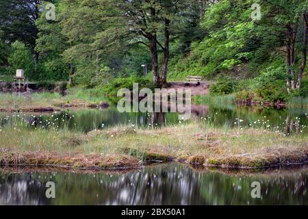 Magic lake landscape with floating peat island, bench on the shore. Atmospheric romantic landscape, beautiful nature with trees. Tranquility, Stock Photo