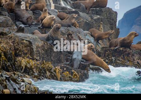 Australian Fur seals colony The Friars Bruny Island Tasmania Australia Stock Photo