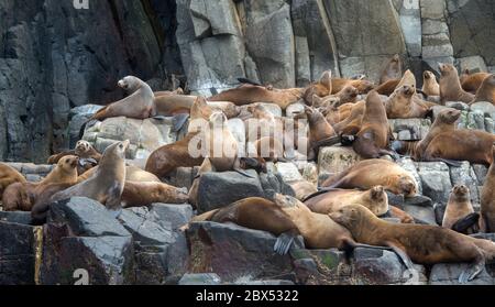 Australian Fur seals colony The Friars Bruny Island Tasmania Australia Stock Photo