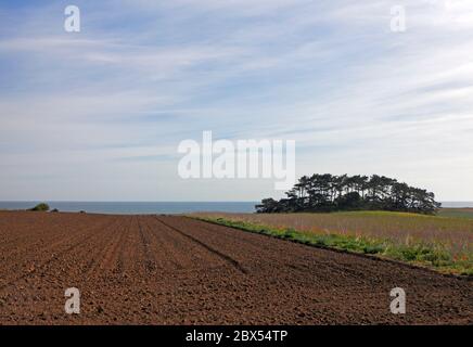 A view of arable farmland overlooking the sea at Warborough Hill on the North Norfolk coast at Kelling, Norfolk, England, United Kingdom, Europe. Stock Photo