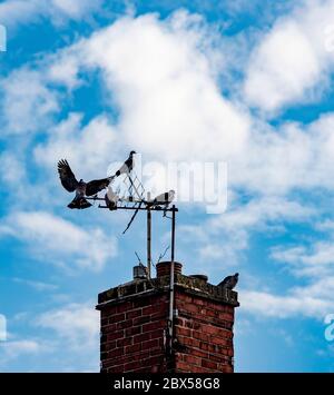 Common pigeons, Columbidae ,perching on a domestic television aerial against a blue sky with white clouds Stock Photo