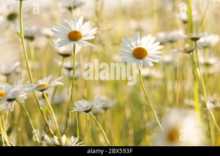 Daisies on a spring meadow at dawn Stock Photo