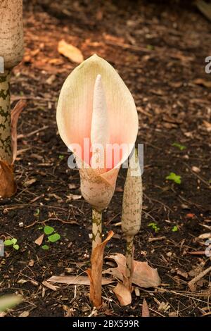 Sydney Australia, unusual flower of a Amorphophallus bulbifer native to the Himalayas, India and Burma Stock Photo