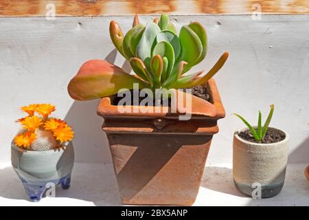 Kalanchoe, flowering small cactus & transplanted aloe vera houseplant growing on a window sill ledge indoors in a terra cotta & clay pots KATHY DEWITT Stock Photo