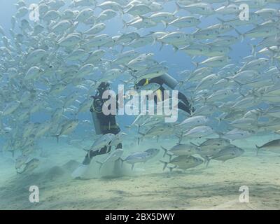 Hurghada, Egypt - November 1, 2016: Scuba divers enjoy being in the middle of a shool of bigeye trevally (Caranx sexfasciatus) at a Red Sea reef Stock Photo