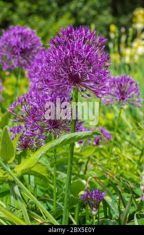 Flower blossom ball from a purple Allium, also known as Ornamental Onion, growing in Spring (May) in West Sussex, England, UK. Stock Photo
