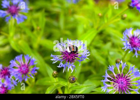 Bumblebee on cornflower in meadow. Non urban scene. Stock Photo