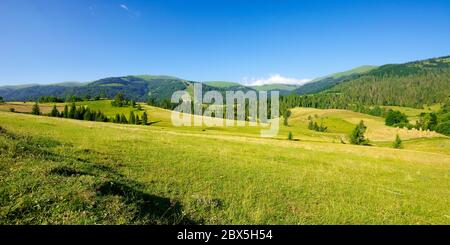 countryside landscape in summer time. trees on the fields and hills covered in green grass rolling through scenery in morning light. mountain ridge in Stock Photo