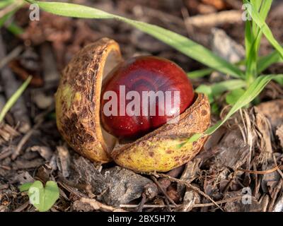 Brown chestnut in a opened shell lying on the ground surrounded by green blade of grass Stock Photo