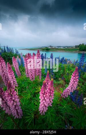 The flowering lupins at Lake Tekapo, New Zealand Stock Photo