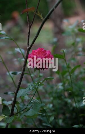 The beauty of roses that grow wild naturally in the garden Stock Photo