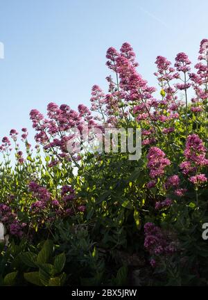 Red Valerian (Centranthus ruber) growing in old stone wall in Pembrokeshire. Stock Photo