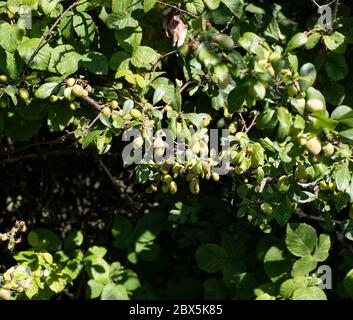 Diseased sloes fruit Stock Photo