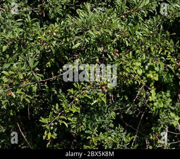 Diseased sloes fruit Stock Photo