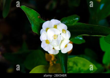 Euphorbia milii, the crown of thorns, called Corona de Cristo in Latin America  is a species of flowering plant in the spurge family Euphorbiaciae Stock Photo