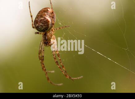 A macro of a spider, waiting on its web on a bush in the Peak District, Derbyshire, UK Stock Photo