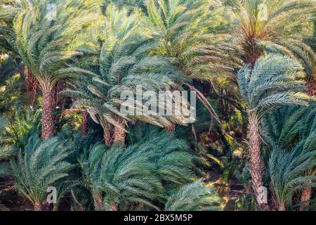 Date Palm trees (Phoenix dactylifera) exposed to strong winds Stock Photo