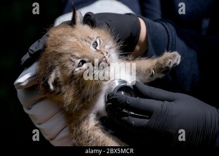 Hamburg, Germany. 05th June, 2020. A veterinarian listens to the heartbeat of one of three newborn lynx in the Black Mountains Wildlife Park. After an initial examination by the vet, one of the animals was christened 'Rocky' by godfather and former footballer Frings and his son. Credit: Axel Heimken/dpa/Alamy Live News Stock Photo