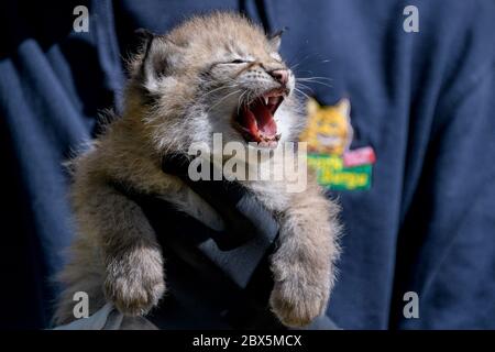 Hamburg, Germany. 05th June, 2020. An animal keeper holds one of three newborn lynxes in the Black Mountains Wildlife Park in his arms. After an initial examination by the vet, one of the animals was baptized 'Rocky' by godfather and ex-footballer Frings and his son. Credit: Axel Heimken/dpa/Alamy Live News Stock Photo