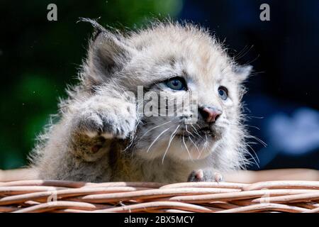 Hamburg, Germany. 05th June, 2020. One of three newborn lynxes in the Black Mountains Wildlife Park looks out of a wicker basket. After an initial examination by the vet, one of the animals was baptized 'Rocky' by godfather and ex-footballer Frings and his son. Credit: Axel Heimken/dpa/Alamy Live News Stock Photo