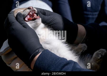 Hamburg, Germany. 05th June, 2020. A veterinarian checks the dentition of one of three newborn lynxes in the Black Mountains Game Park. After an initial examination by the vet, one of the animals was christened 'Rocky' by godfather and former footballer Frings and his son. Credit: Axel Heimken/dpa/Alamy Live News Stock Photo