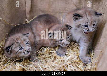 Hamburg, Germany. 05th June, 2020. The three newborn lynxes in the Black Mountains Game Park sit in a wicker basket. After an initial examination by the vet, one of the animals was baptized 'Rocky' by godfather and ex-footballer Frings and his son. Credit: Axel Heimken/dpa/Alamy Live News Stock Photo