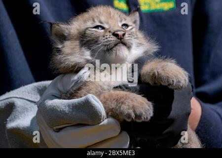 Hamburg, Germany. 05th June, 2020. An animal keeper holds one of three newborn lynxes in the Black Mountains Wildlife Park in his arms. After an initial examination by the vet, one of the animals was baptized 'Rocky' by godfather and ex-footballer Frings and his son. Credit: Axel Heimken/dpa/Alamy Live News Stock Photo