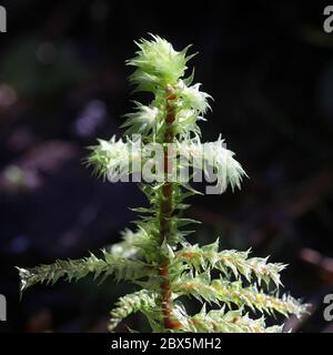 Rhytidiadelphus triquetrus, known as the big shaggy-moss or rough goose neck moss Stock Photo