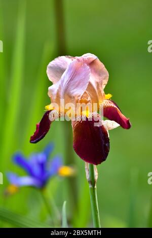 Iris (Iridaceae), flowering bearded iris (Iris barbata-elatior hybrid), Bavaria, Germany, Europe Stock Photo