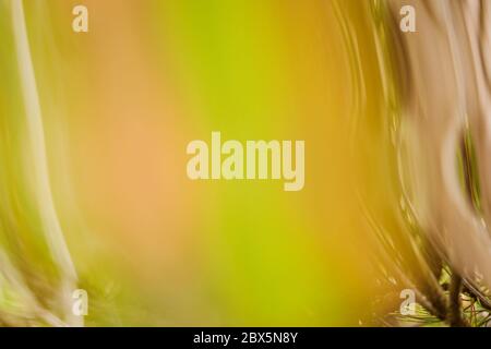 golden green wavey abstract background showing movement Stock Photo