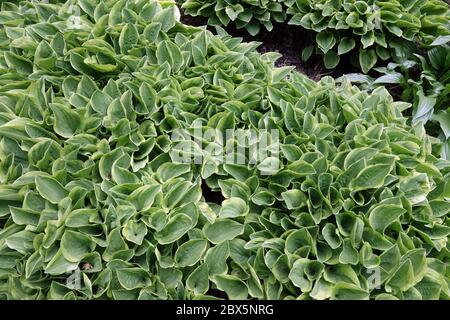 Hosta 'Golden Tiara' tiny leaves Stock Photo