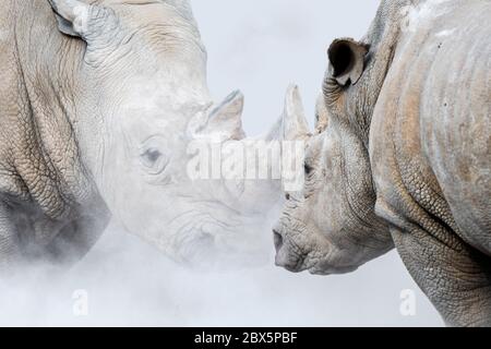 White rhinoceroses / white rhinos (Ceratotherium simum) kicking up dust, female white rhino facing menacing male white rhinoceros threatening calf Stock Photo