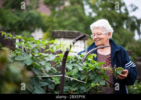 Senior woman gardening at her huge garden, take care of her plants, gardening concept Stock Photo